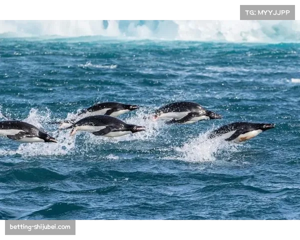布朗大胜海豚取得第二胜 图阿多次被抄截陷困境